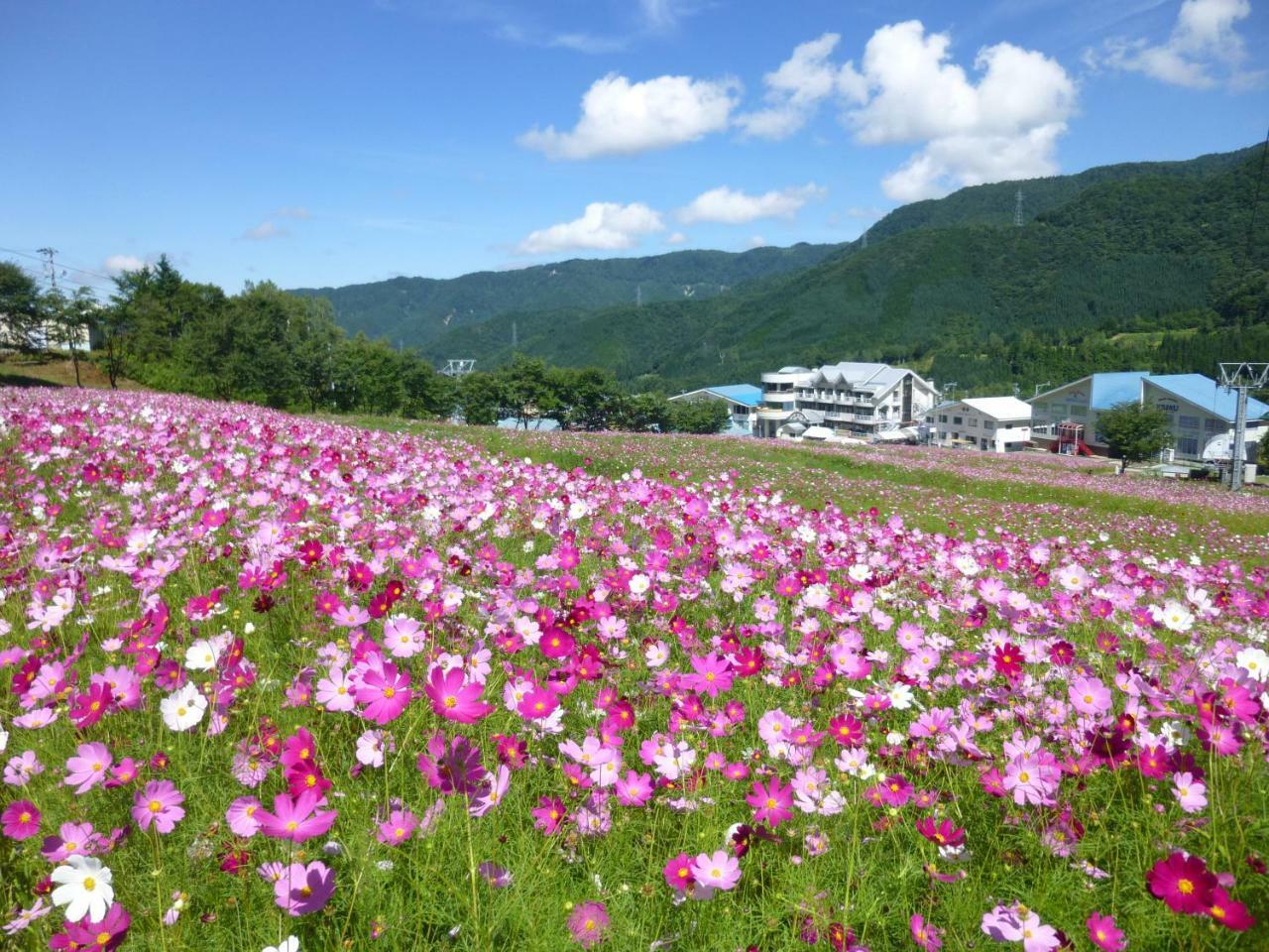 Hotel Joyful Honoki Takajama Exteriér fotografie